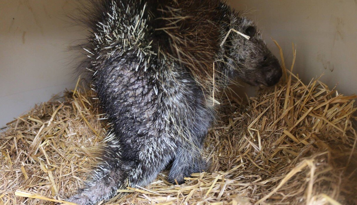 Porcupine Who Lost His Quills Is Finally Strong Enough To Grow Them Back The Dodo