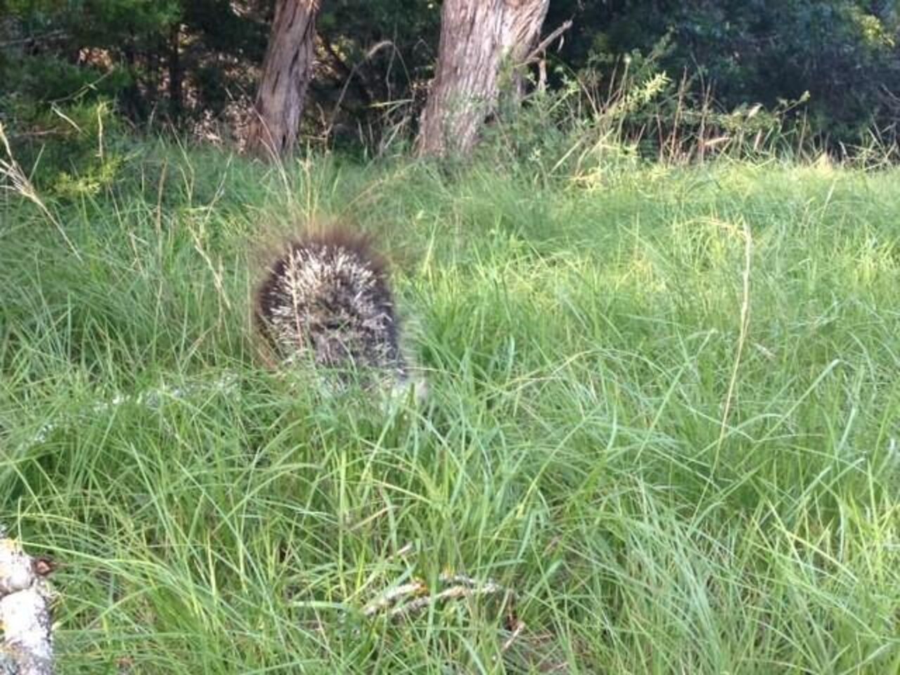Porcupine Who Lost His Quills Is Finally Strong Enough To Grow Them
