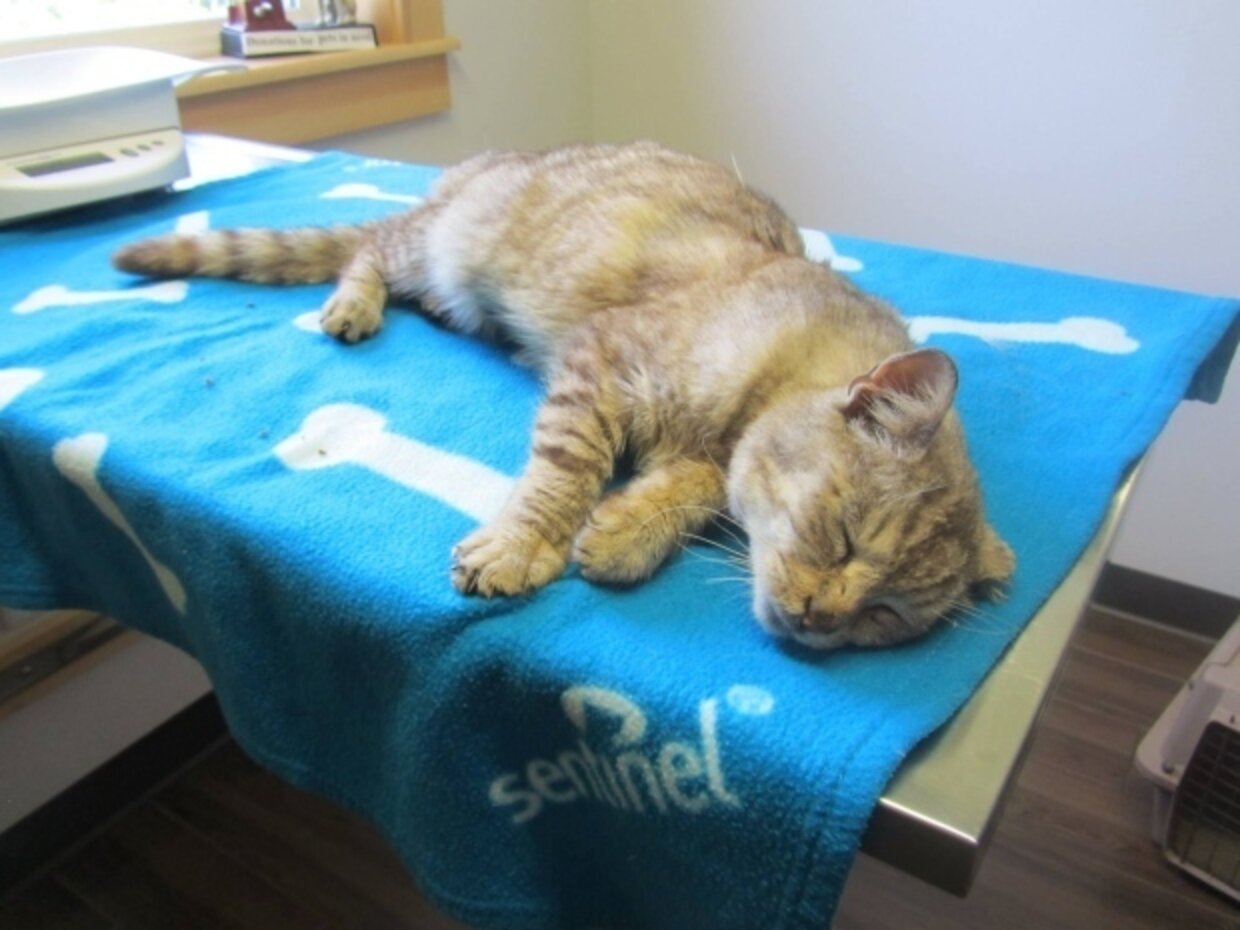 Cat Lost In Snowstorm Finds His Way Home 19 Months Later The Dodo