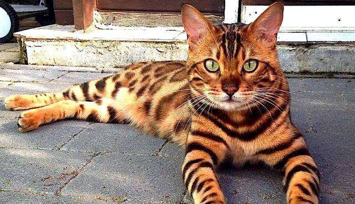 Why You Should Think Twice Before Buying A Bengal Cat - The Dodo