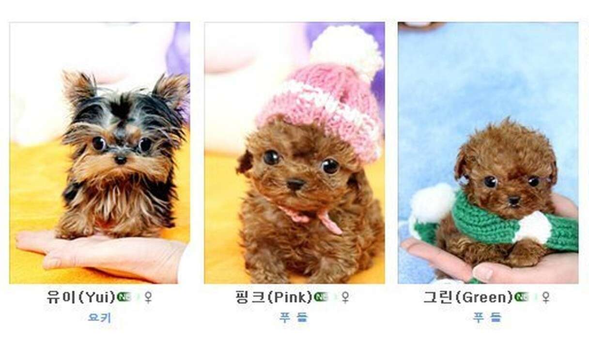 Top 10 Miniature Teacup Dog Breeds vlr.eng.br