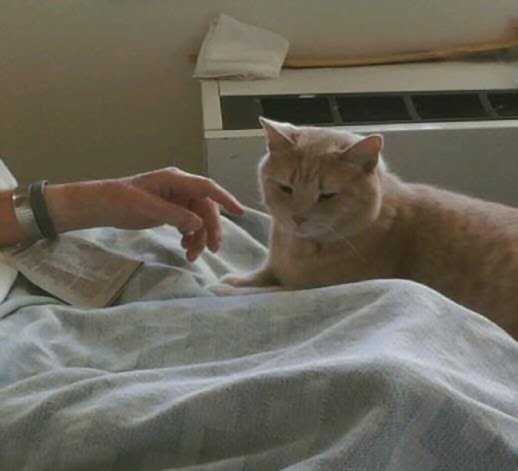 Cat Reaches Out To Touch The Hand Of Dying Veteran The Dodo