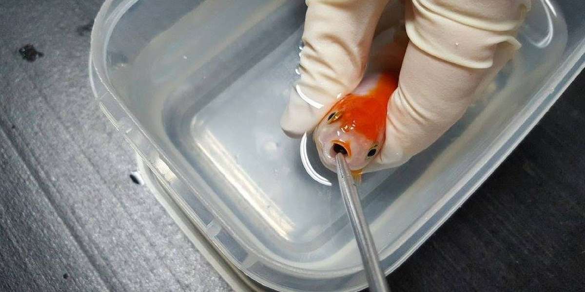 Woman Spends 500 To Save The Life Of A Tiny Goldfish The Dodo