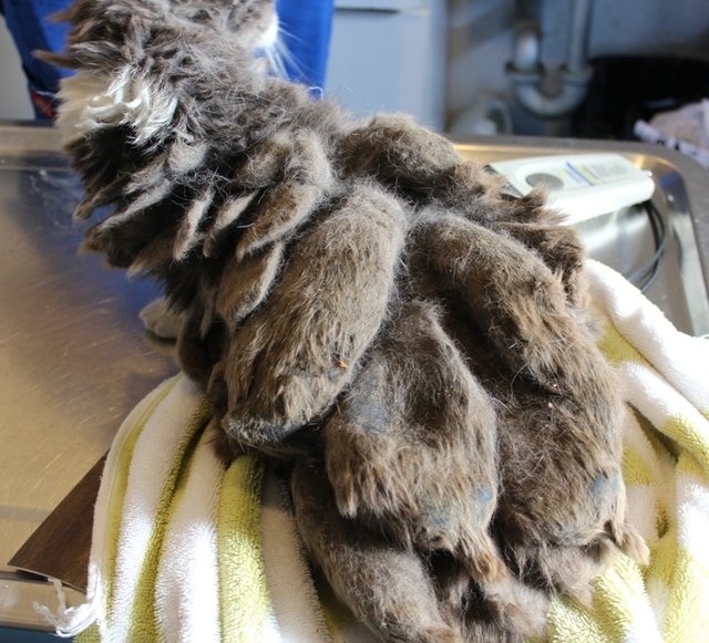 Cat Was So Matted She Didn't Even Look Like A Cat The Dodo