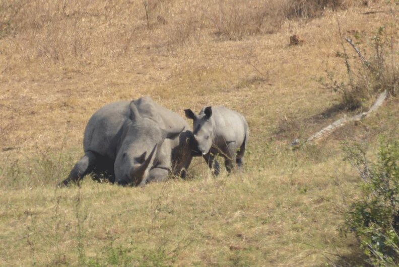 Orphaned rhino poached at safe haven The Dodo