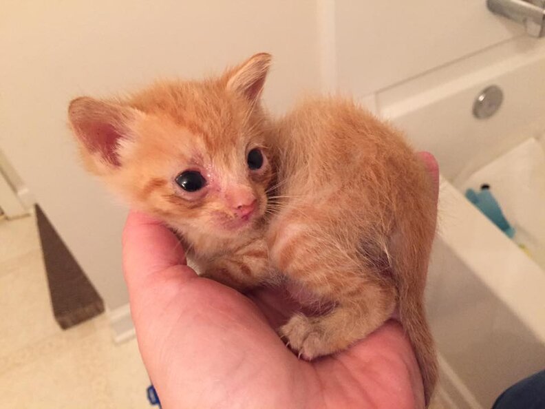 Shelter Cat Whose Kittens Died Adopts Orphan In Need The Dodo