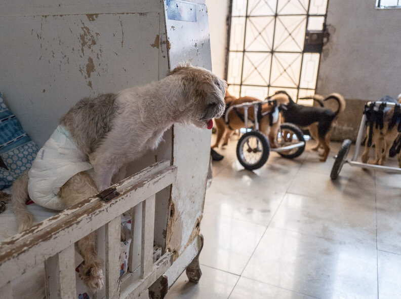 Dogs at Peru shelter get their very own crib The Dodo