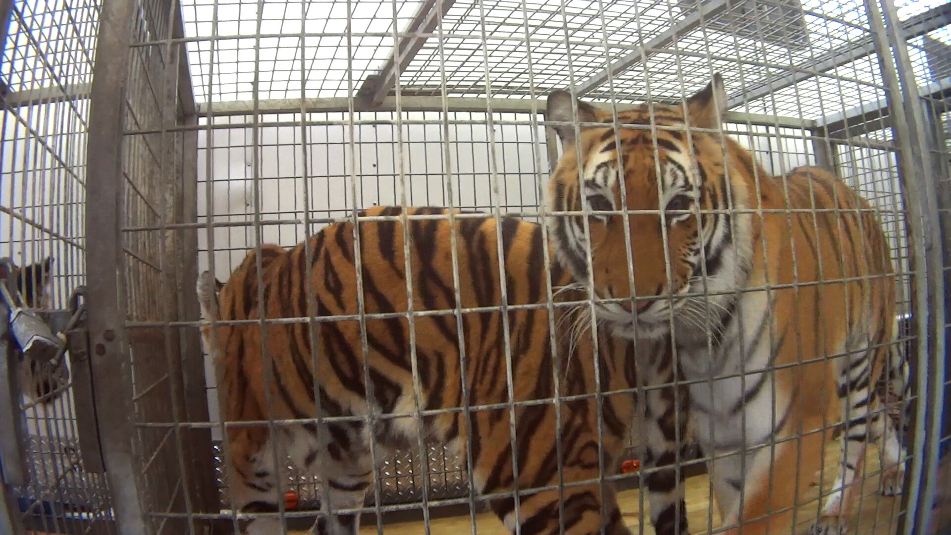 Circus Tigers Abused And Neglected, Alleges Undercover Investigation
