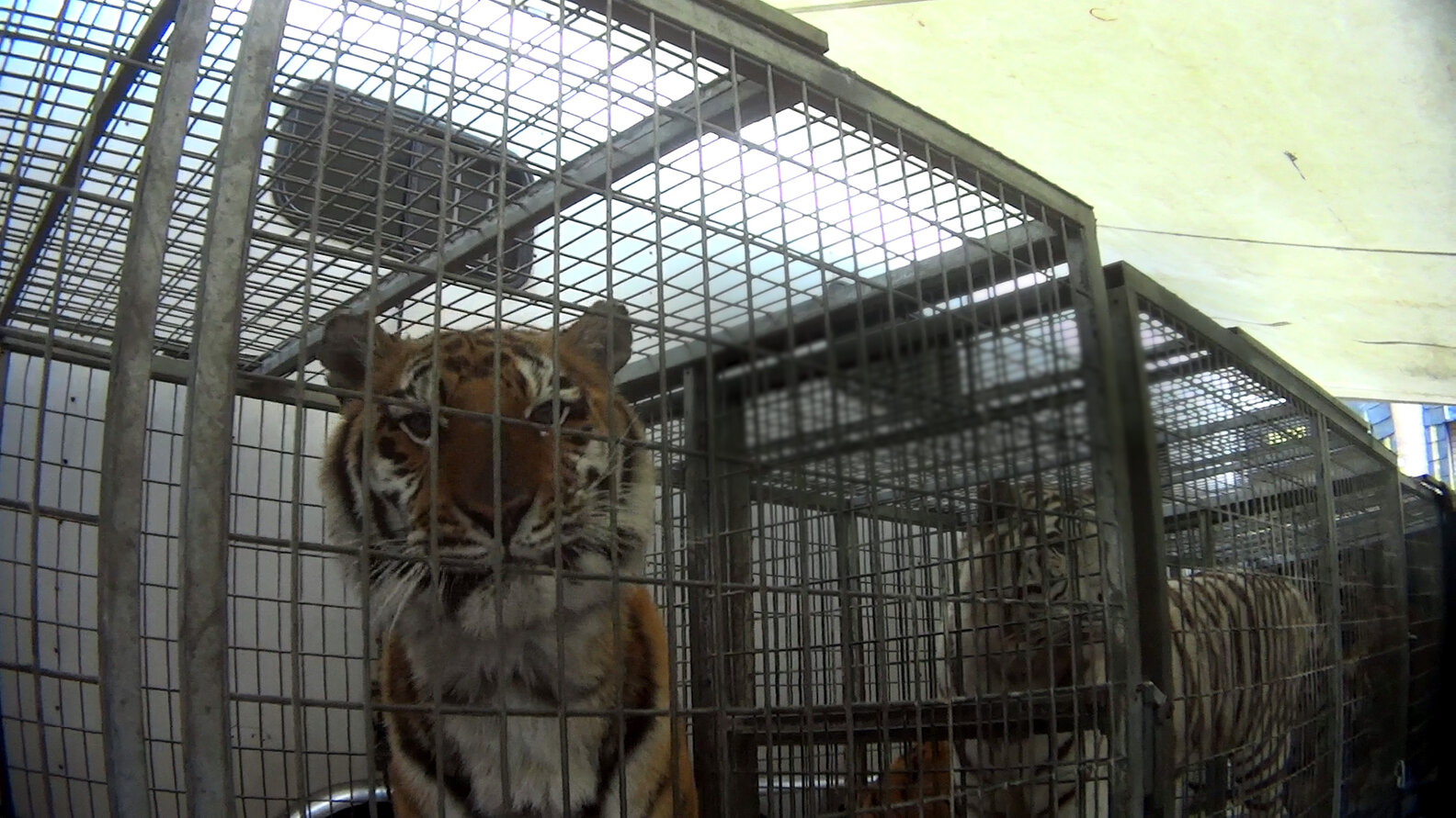Circus Tigers Abused And Neglected, Alleges Undercover Investigation