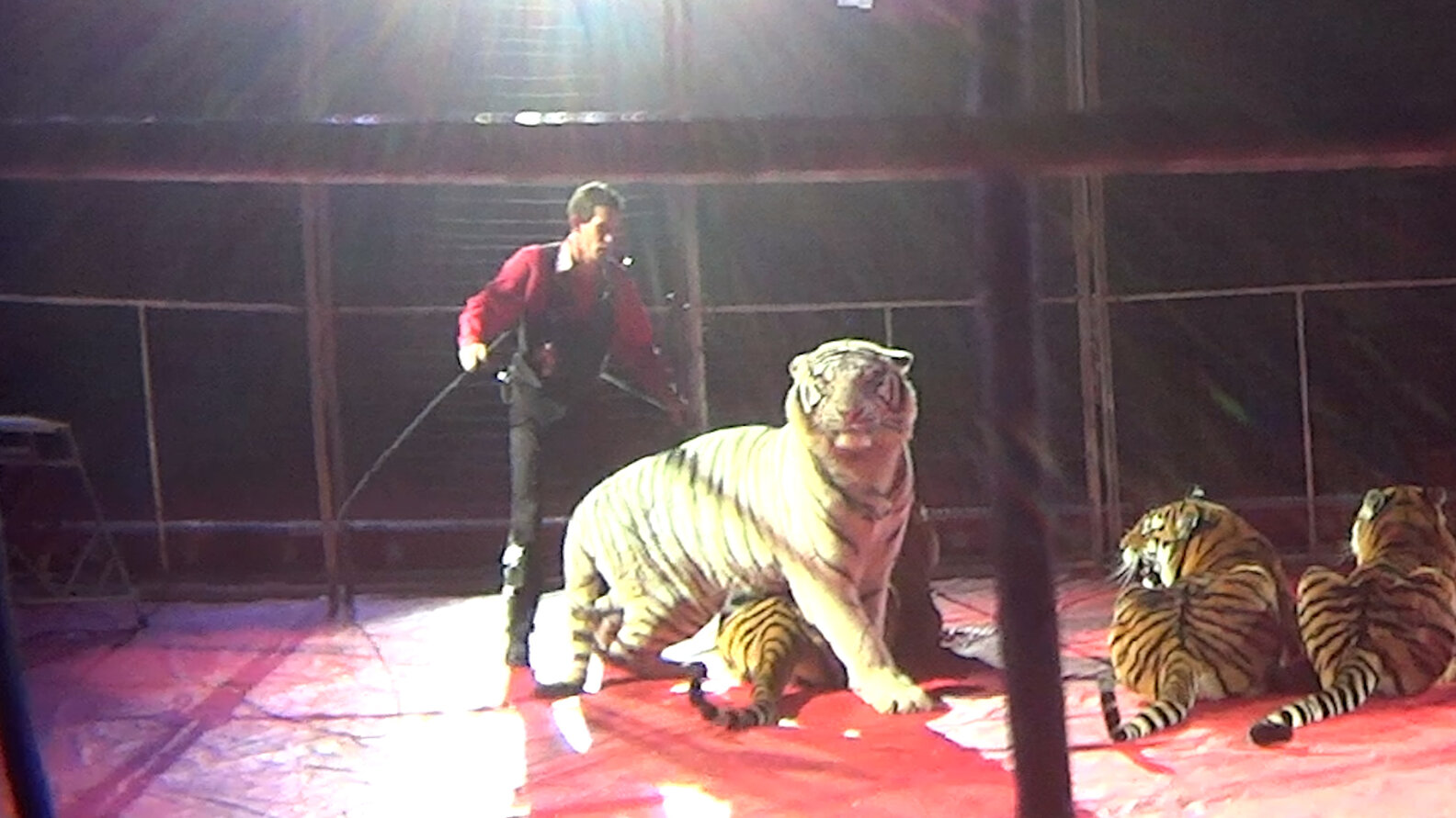 Circus Tigers Abused And Neglected, Alleges Undercover Investigation
