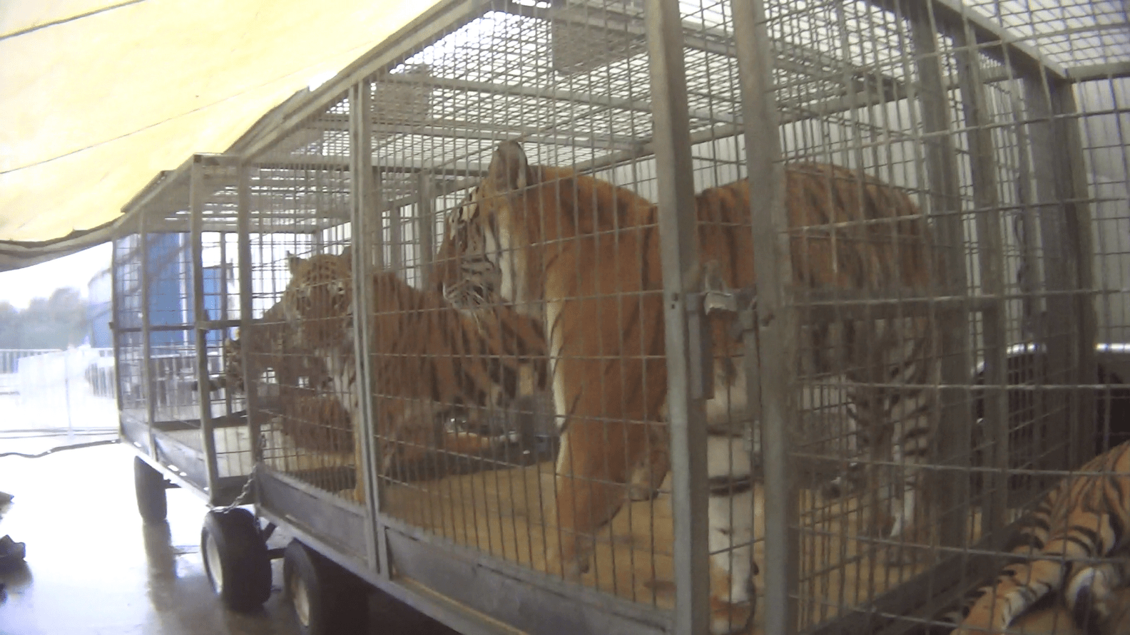 Circus Tigers Abused And Neglected, Alleges Undercover Investigation