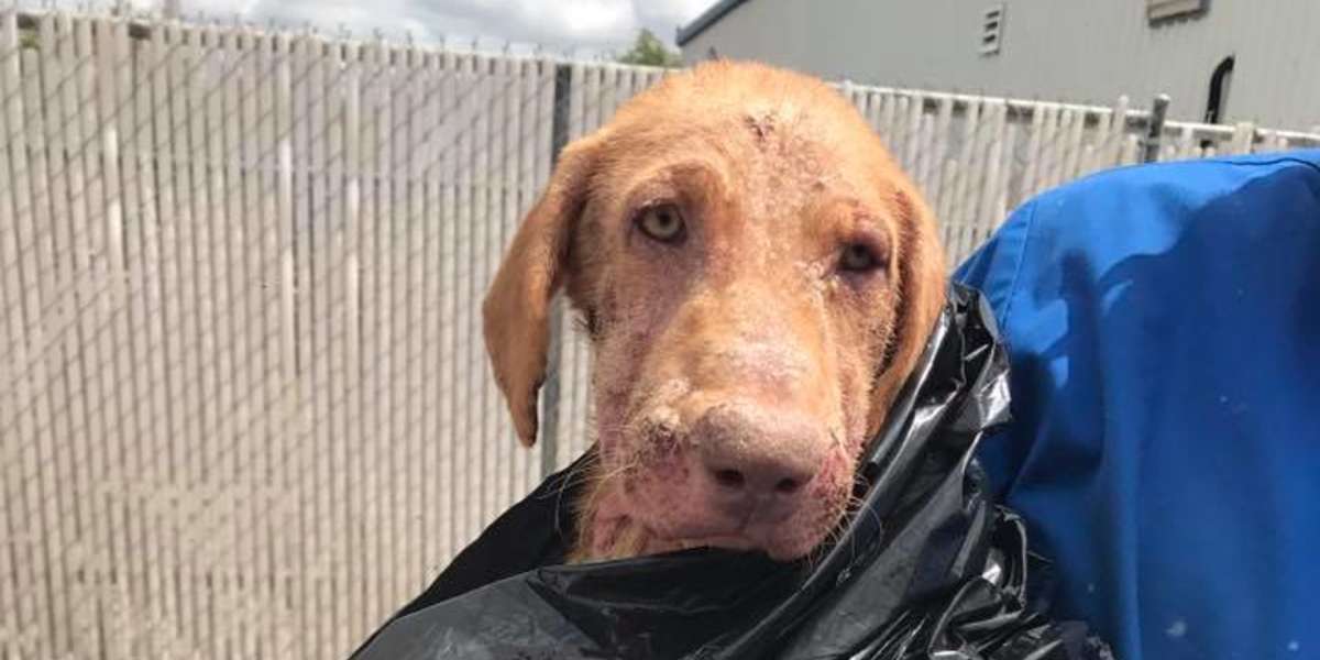 Sick Dog Surrendered To Shelter In Garbage Bag The Dodo