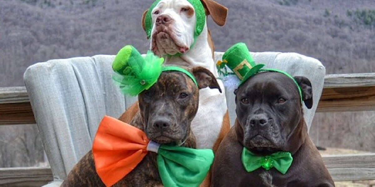Family Of Pit Bulls And Cats Love To Sit Everywhere Together Videos