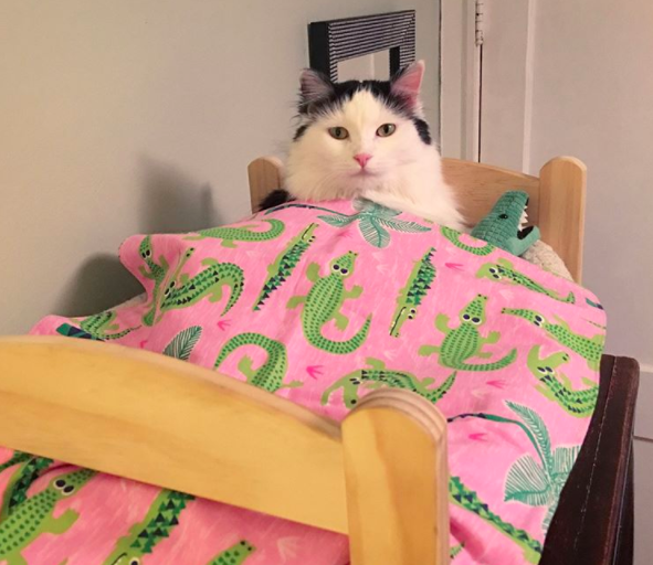 Rescue Cat Sleeps In Her Doll Bed Every Night The Dodo