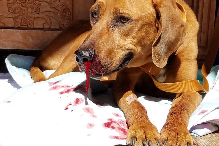 Missing Dog Found 2 Years Later At Gas Station The Dodo