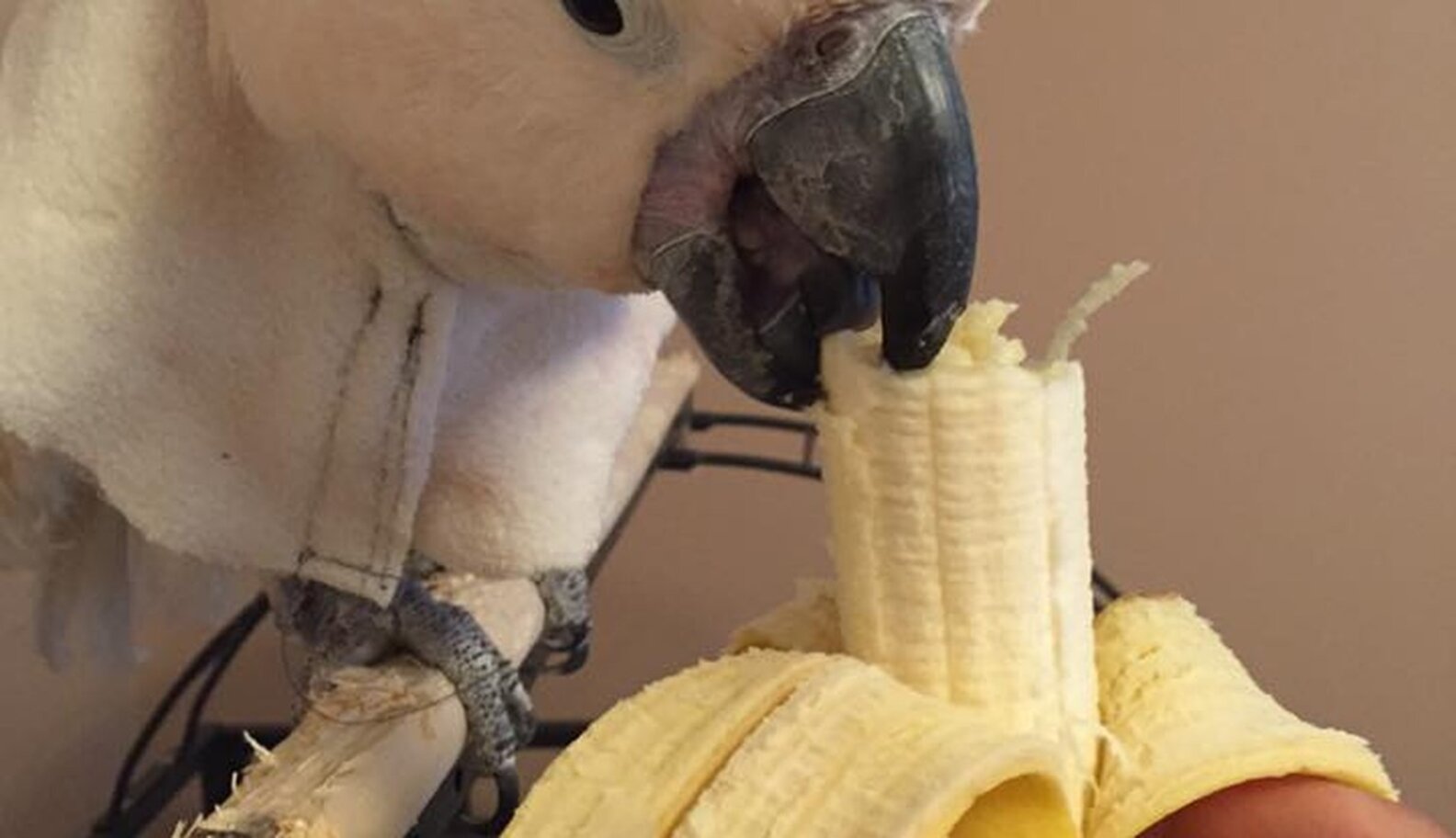 Anxious Bird Was So Bored She Plucked A Hole In Her Chest The Dodo