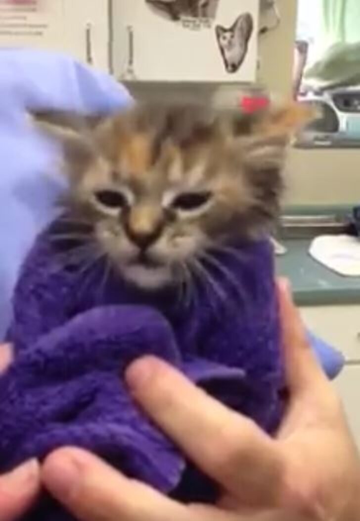 Tiny Kitten Almost Died Because Of Her Flea Collar The Dodo