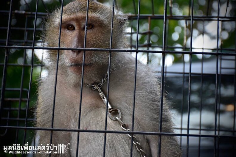 Pet Monkey Was Going To Be Killed For Being 'Aggressive' The Dodo