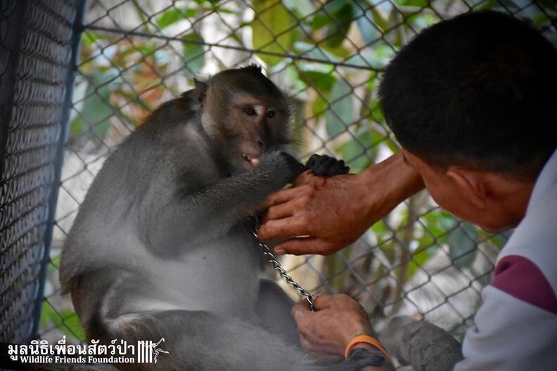 Pet Monkey Was Going To Be Killed For Being 'Aggressive' The Dodo