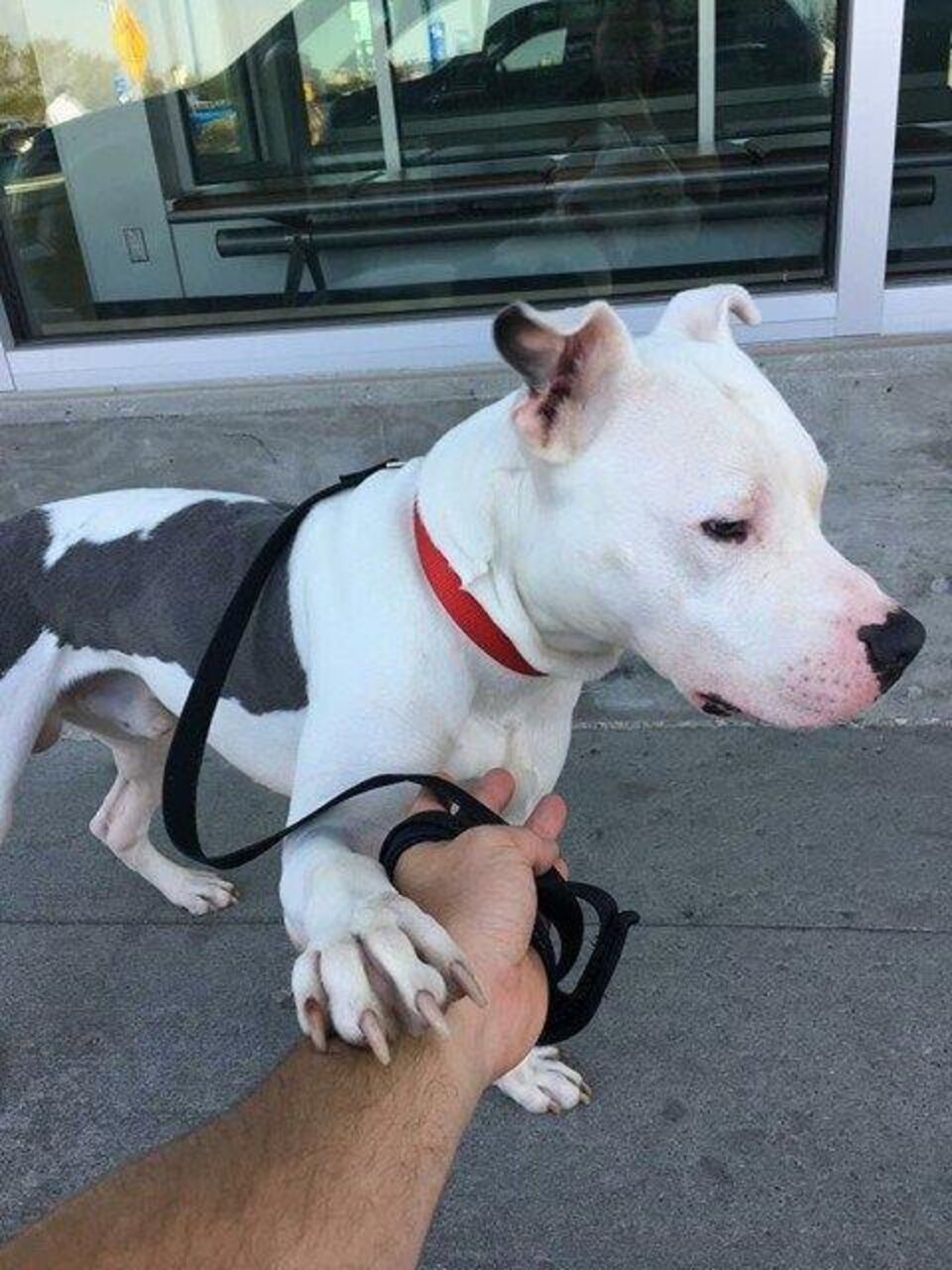 Pit Bulls Are About To Be Banned In One City — So People Are Trying To