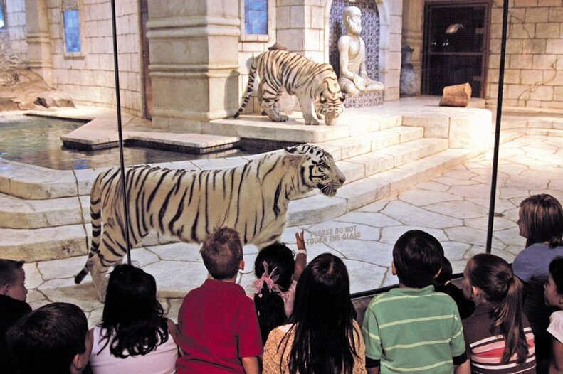 White Tigers Stuck In Aquarium Haven't Felt The Sun In 12 Years The Dodo