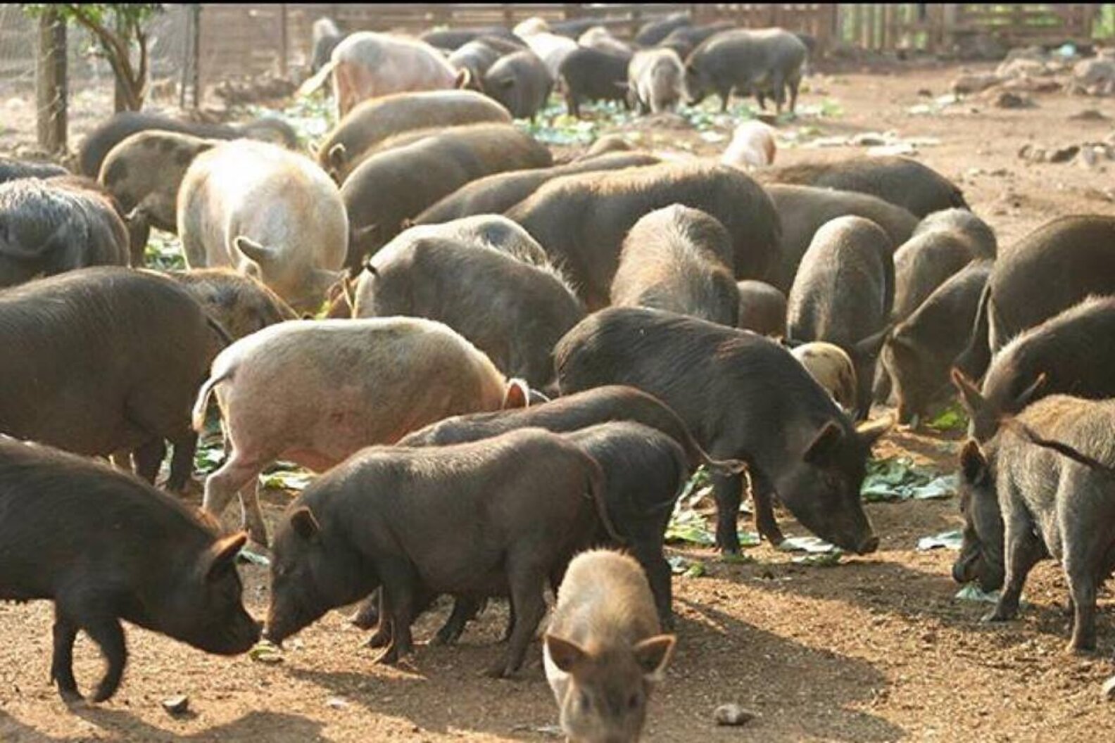 Sanctuary Takes Care Of Hundreds Of Unwanted Pigs In South Africa The