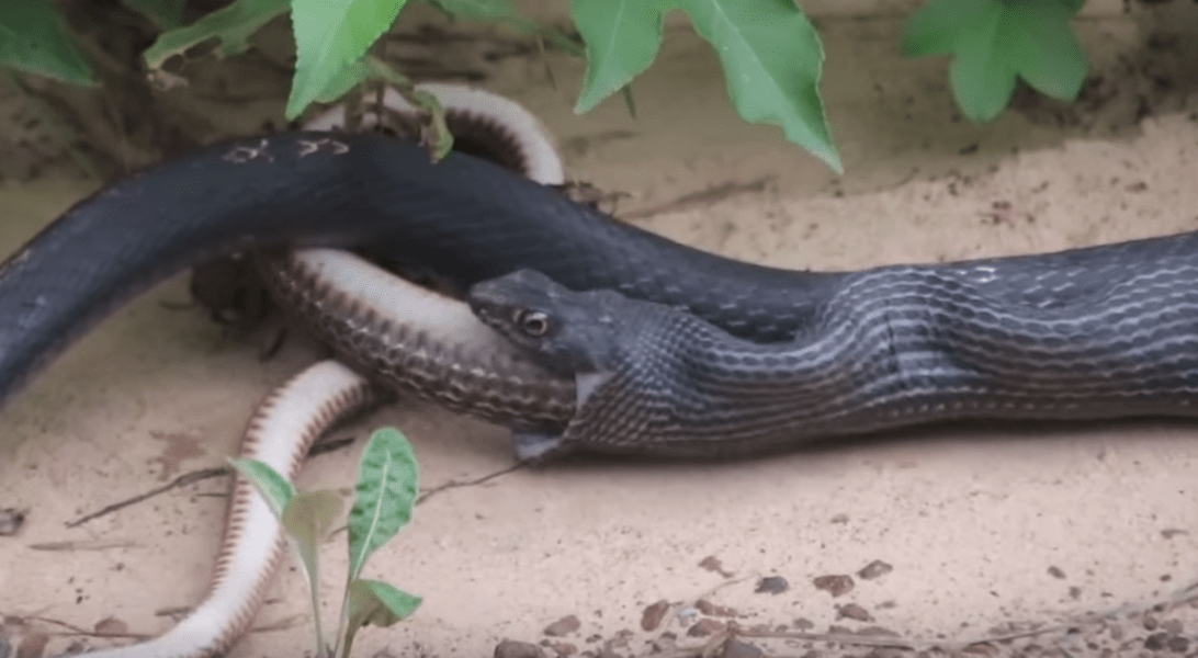 A Snake Regurgitated Another Live Snake Thrillist