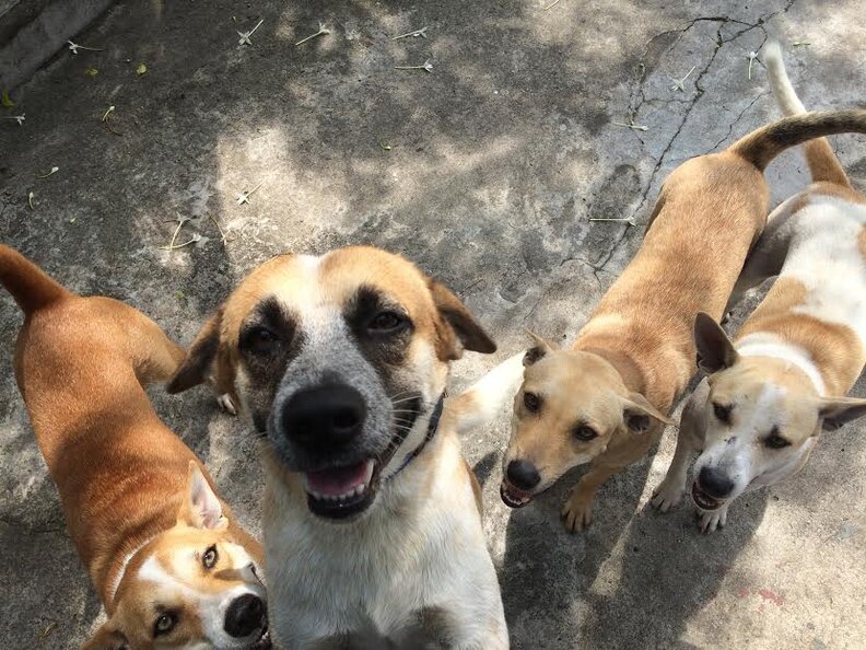 Woman Starts Shelter To Rescue Thai Street Dogs The Dodo
