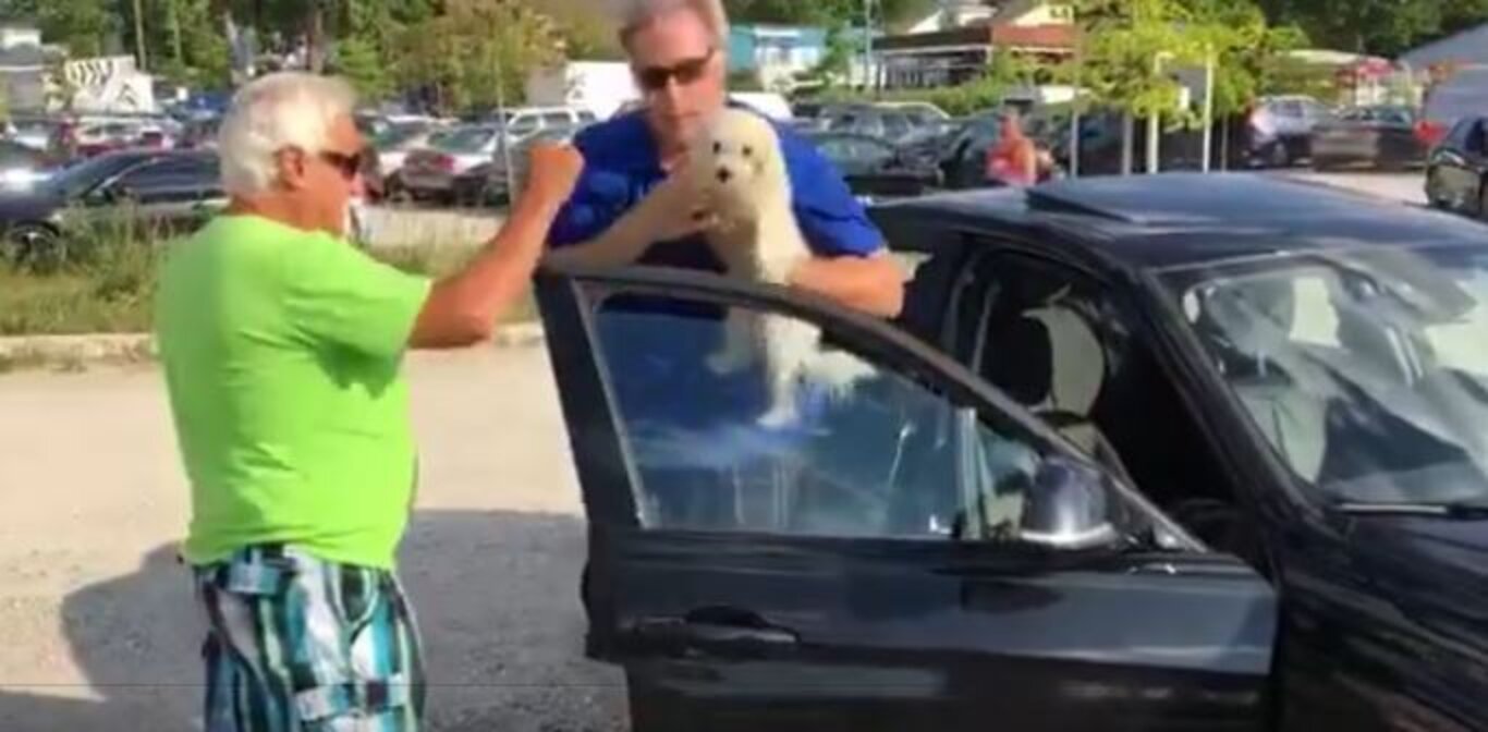 Man Throws Rock Through Window To Save Dog Trapped In Hot Car The Dodo