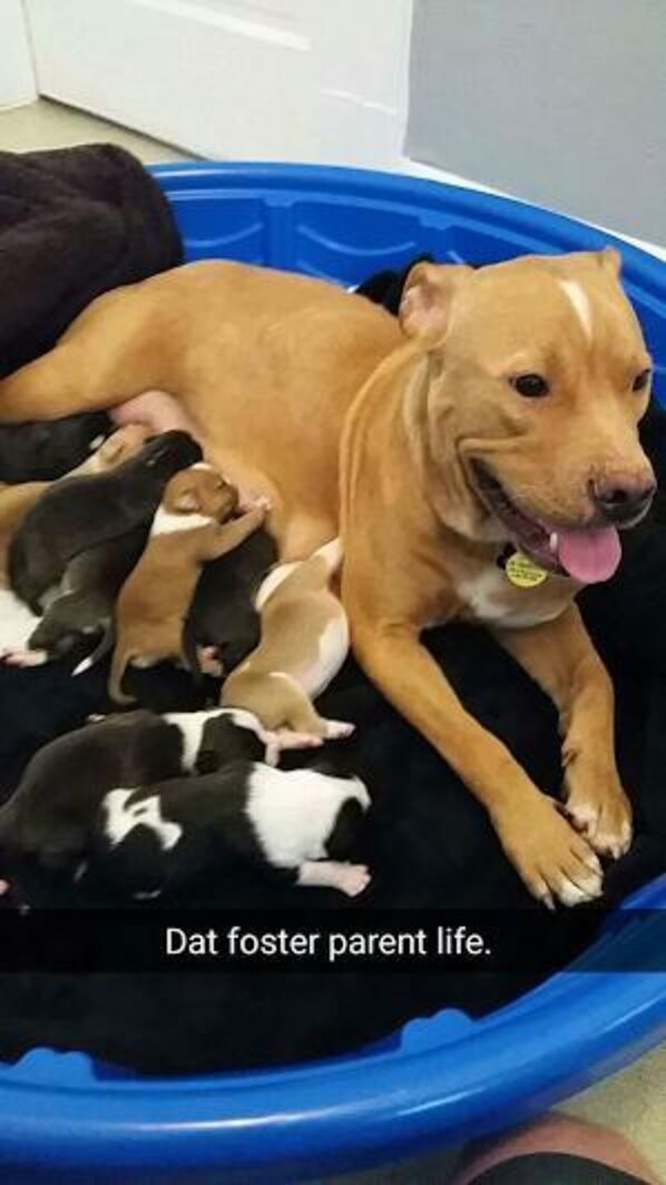 Someone Dumped This Pit Bull Mom And Her Newborn Puppies In Front Of A
