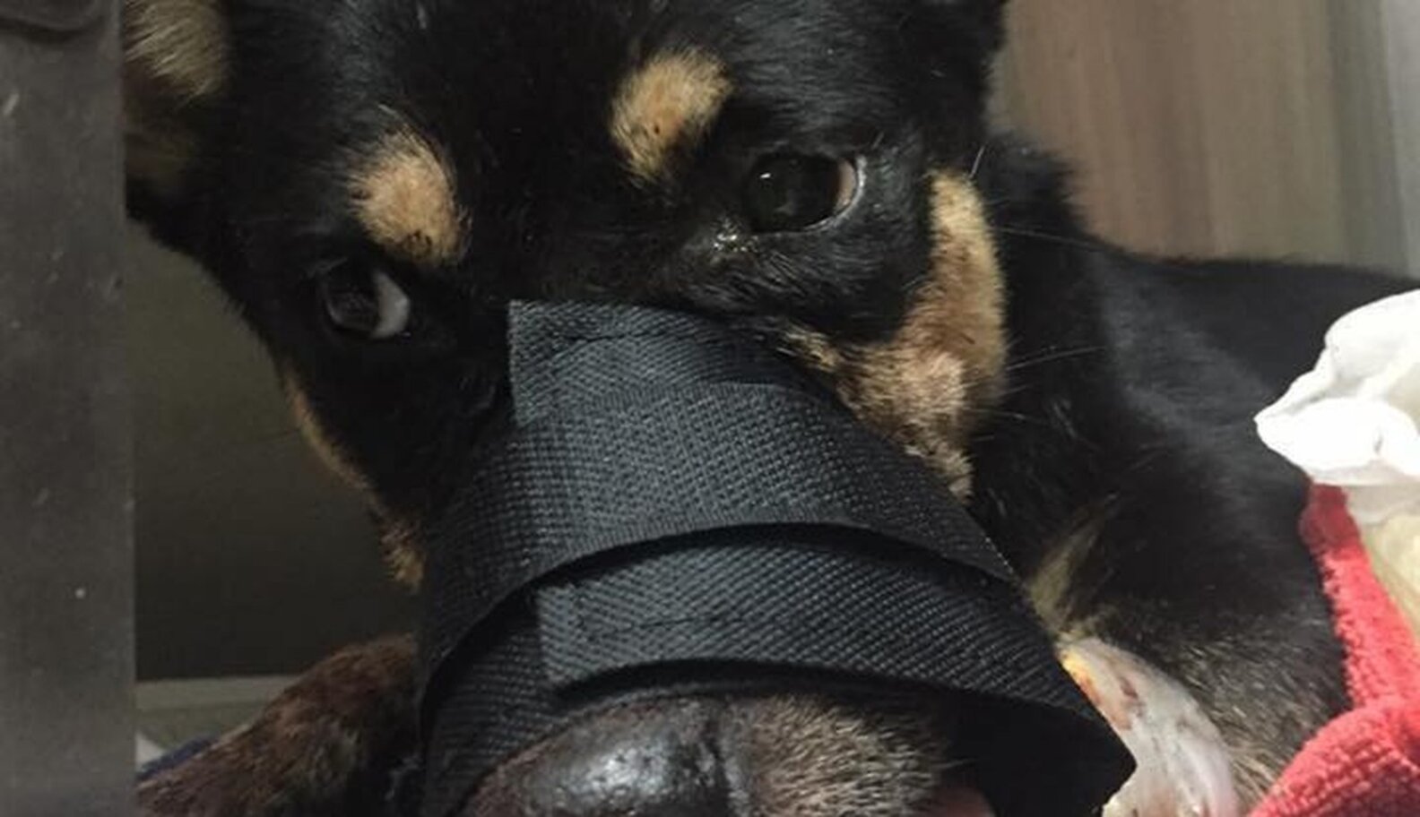 Dog Who Lost His Nose In Machete Attack Just Wants To Be