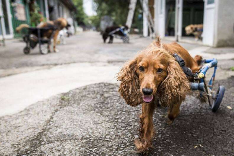 This Animal Hospital Gives A Wheelchair To Every Dog Who Needs One