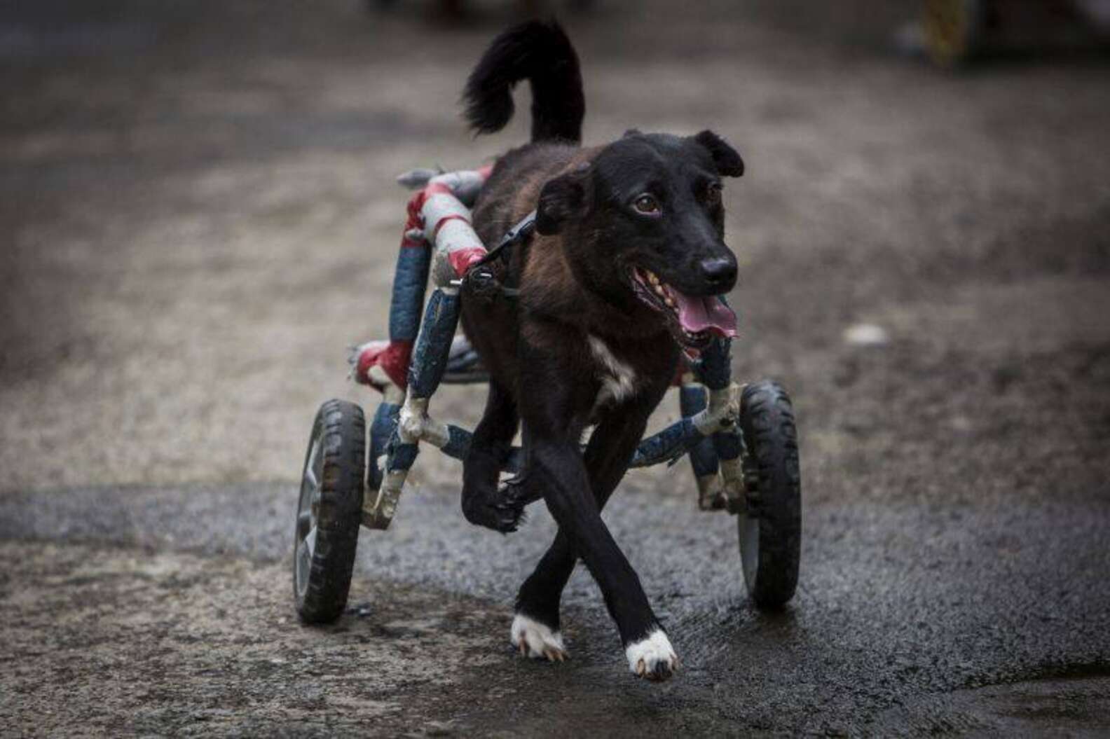 This Animal Hospital Gives A Wheelchair To Every Dog Who Needs One