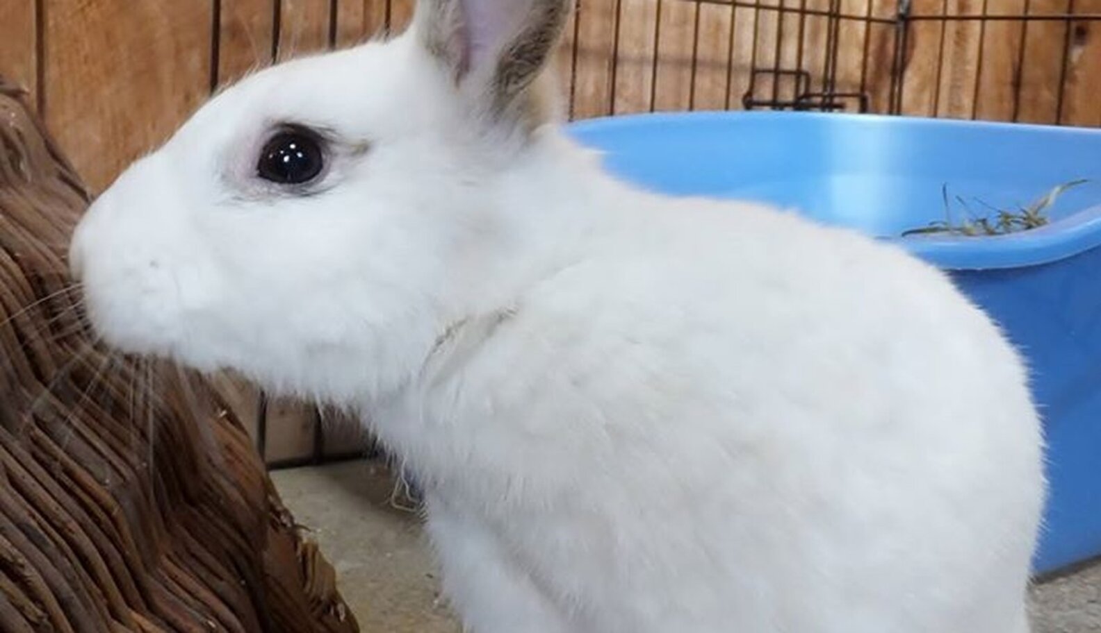 Animal Rescuer Wakes Up To Containers On Her Driveway The Dodo