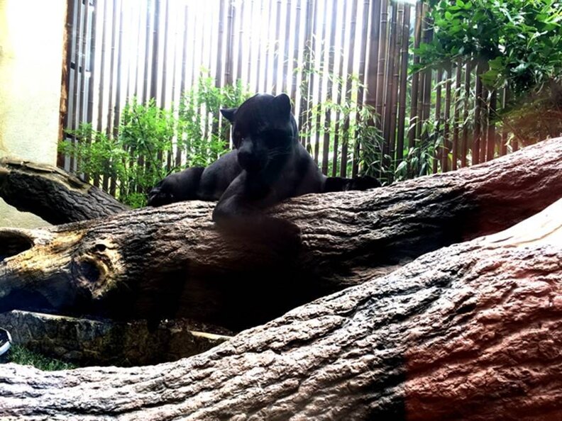 Jaguar Kept At Texas Aquarium Is 'Clearly Miserable' The Dodo