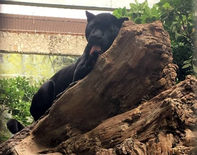 Jaguar Kept At Texas Aquarium Is 'Clearly Miserable' The Dodo