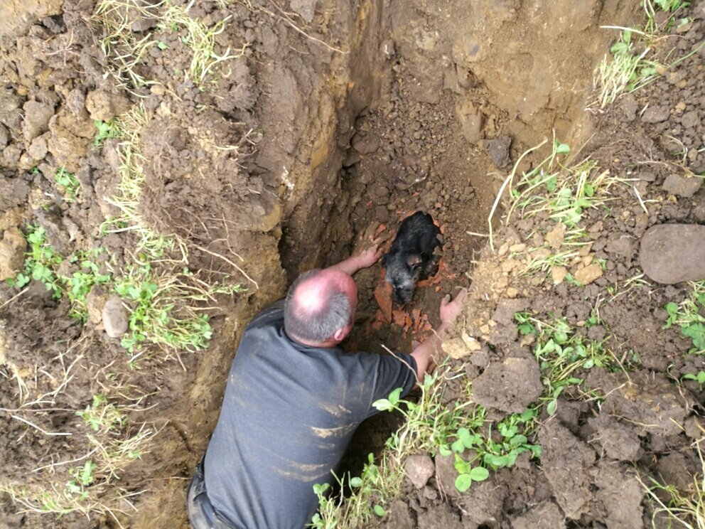 Dog Stuck In Drain Pipe For 19 Hours The Dodo