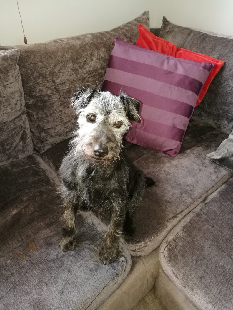 Dog Stuck In Drain Pipe For 19 Hours The Dodo