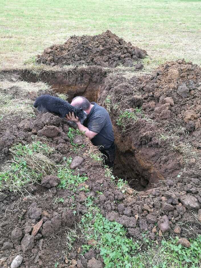 Dog Stuck In Drain Pipe For 19 Hours The Dodo