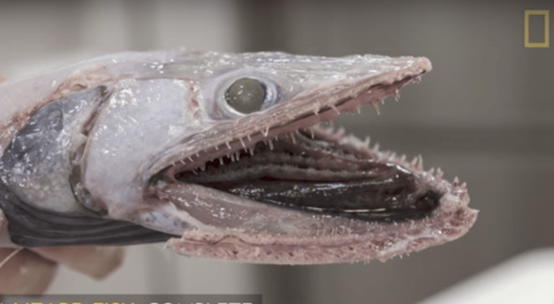 DeepSea Lizard Fish Shared By Australian Scientists Is Nightmarish Thrillist