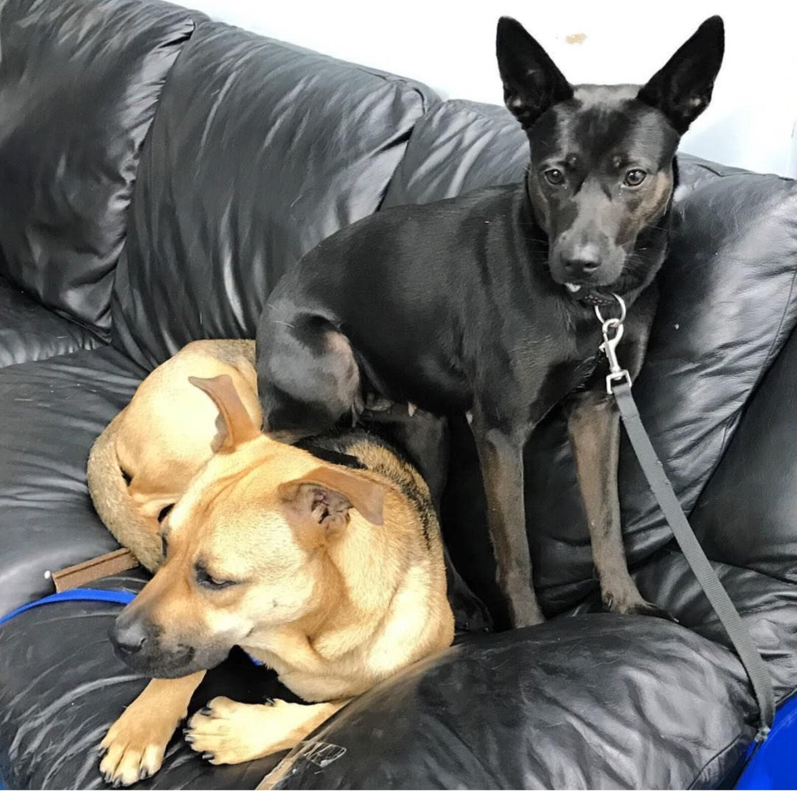 Mom And Dad Dog Are So In Love They Can’t Live Apart From Each Other