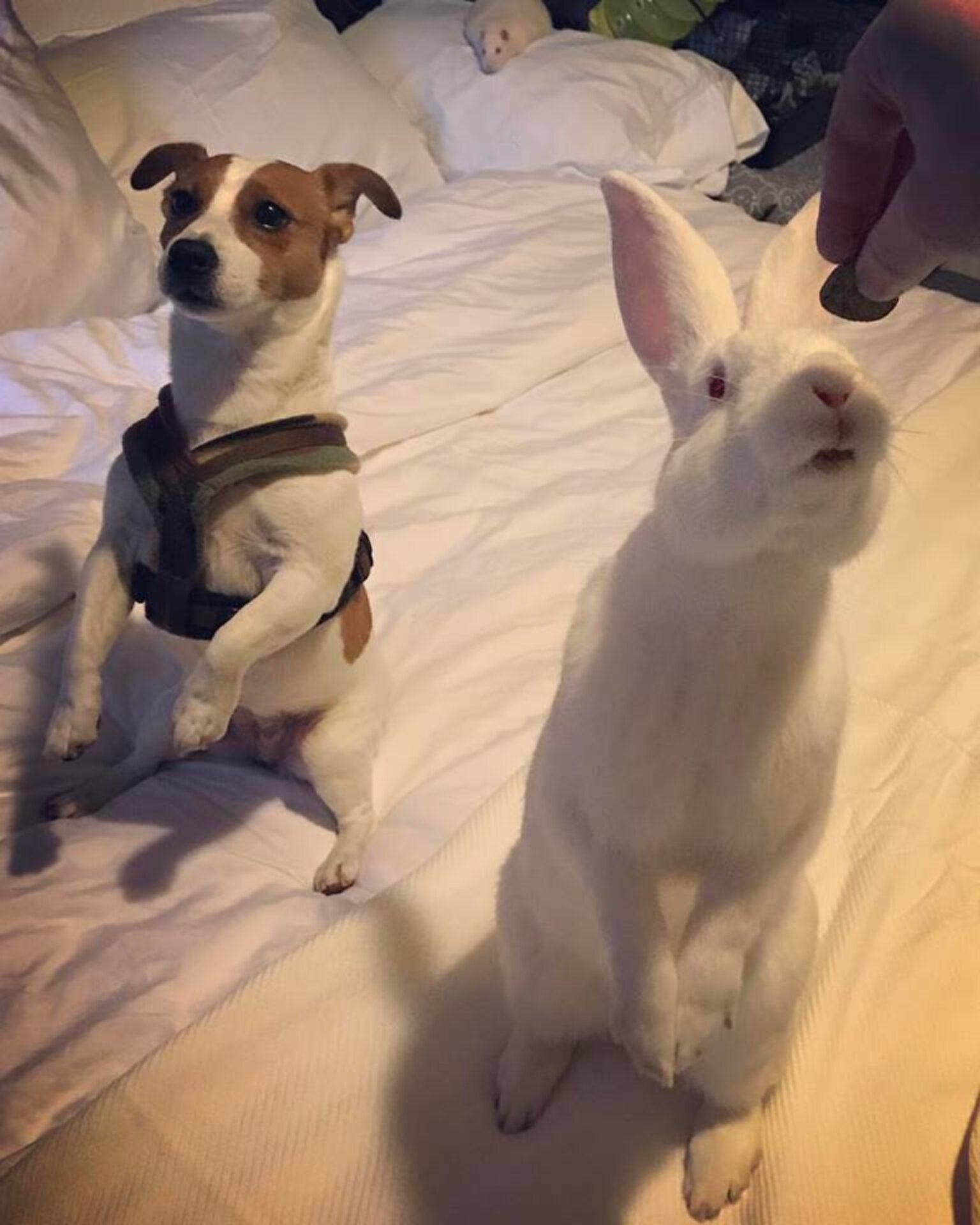 Rescue Bunny Falls In Love With His New Family’s Dogs The Dodo
