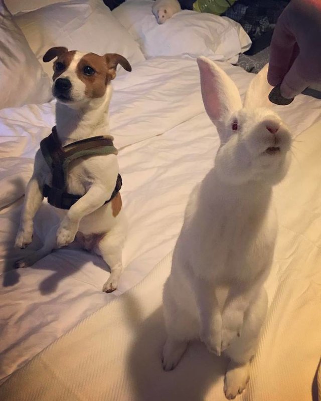 Rescue Bunny Falls In Love With His New Family’s Dogs The Dodo
