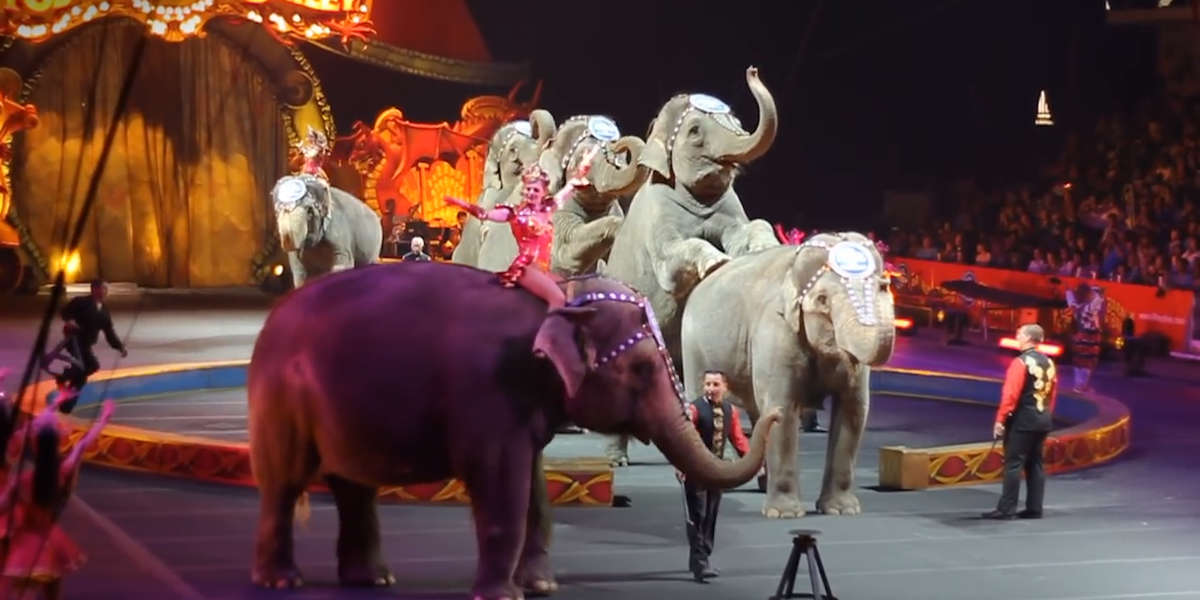 New York City Just Banned Wild Animals In Circuses Videos The Dodo