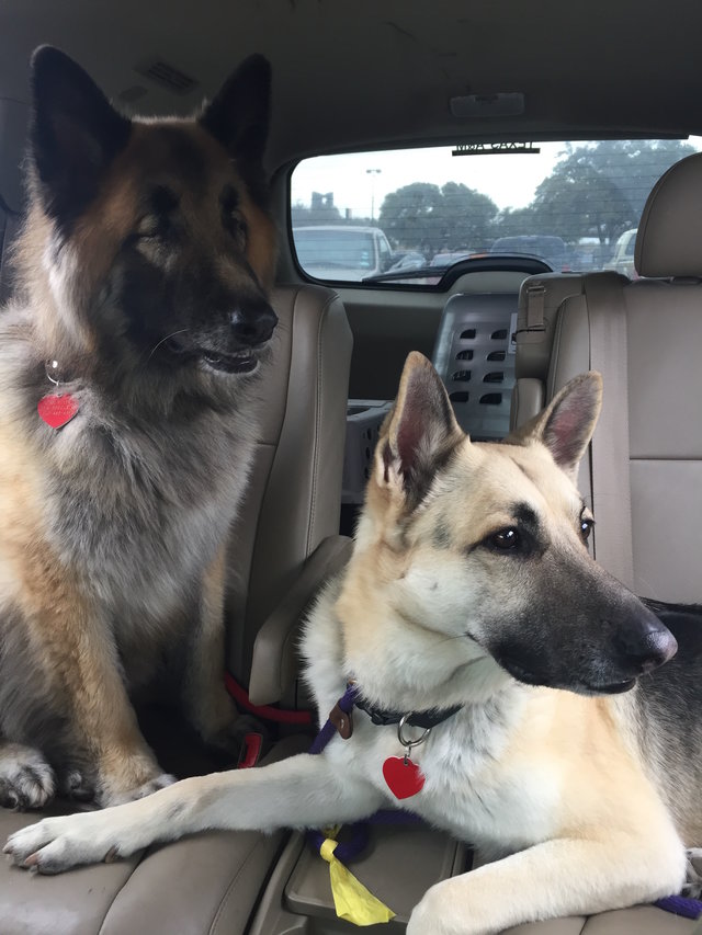 Blind German Shepherd Has The Best Guide The Dodo