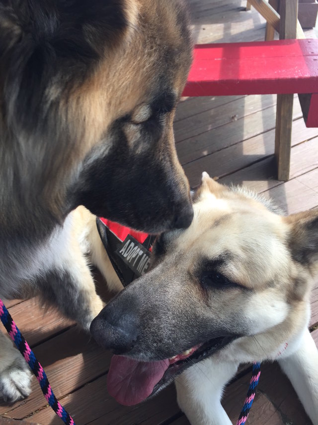 Blind German Shepherd Has The Best Guide The Dodo
