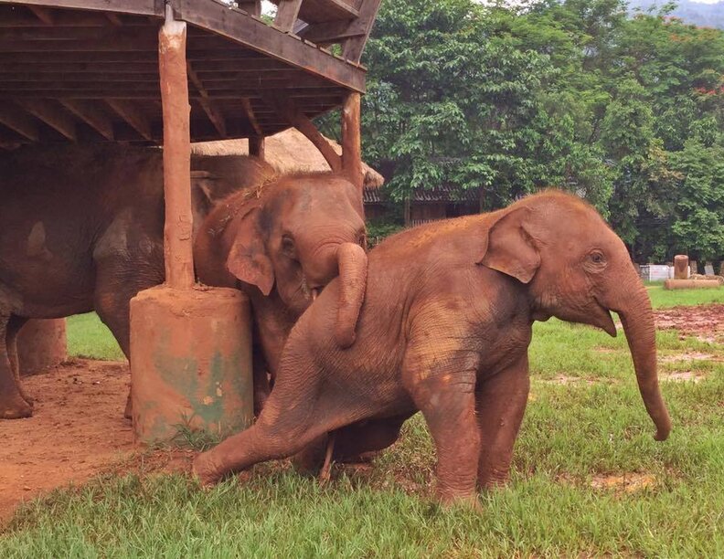 Elephant Herd Runs To Greet New Rescued Baby At Thai Sanctuary The Dodo