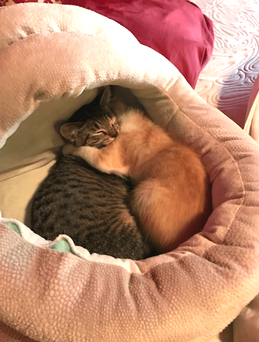Foster Kitten Friends Comfort Each Other After Being Reunited The Dodo