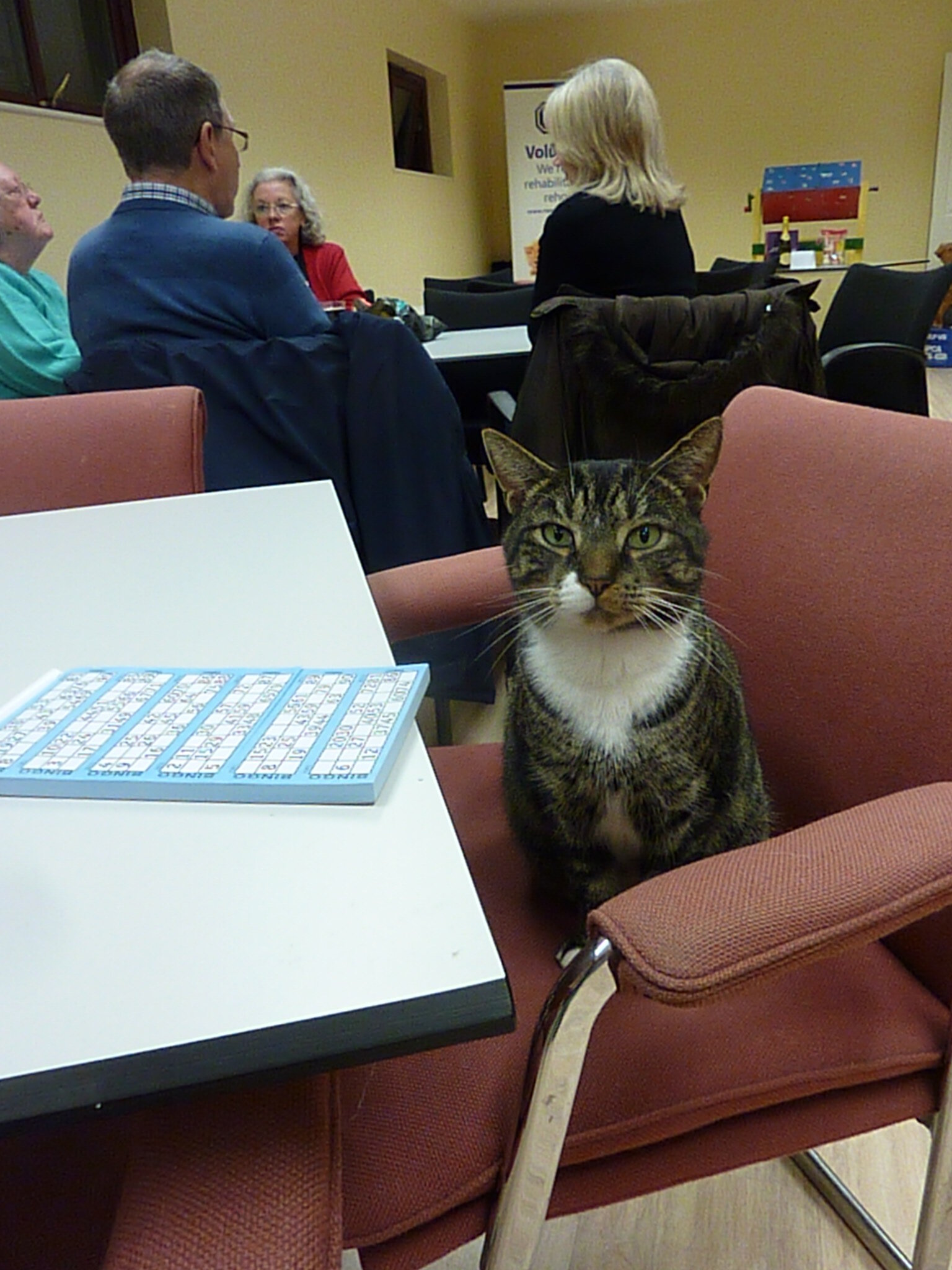 Cat Arrives At Shelter And Decides To Stay Forever The Dodo