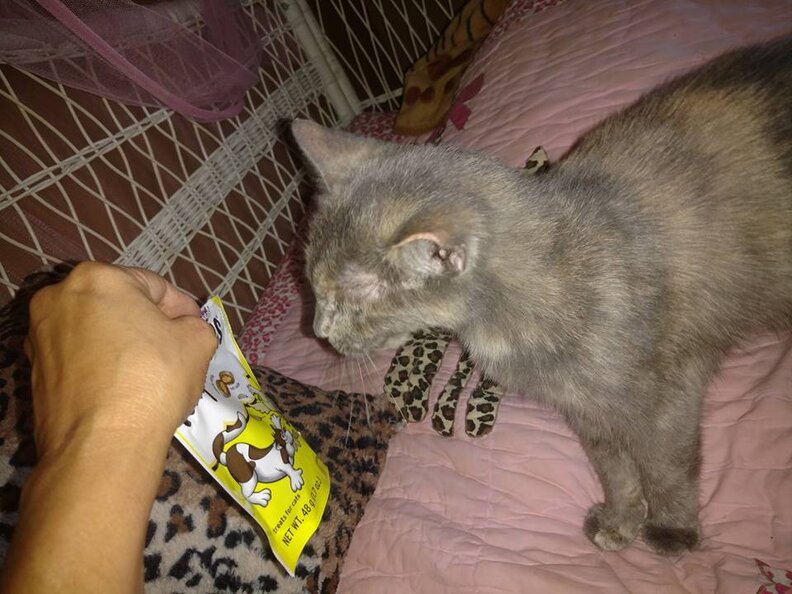 15YearOld Cat Adopted After 5 Years In Shelter The Dodo